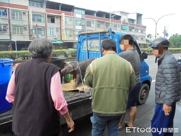 ▲一隻小豬在台一線屏東縣內埔鄉路段逃竄，內埔警民上演抓豬記，順利抓到，確保交通安全        。（圖／記者陳崑福翻攝）