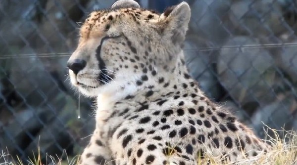 獵豹睡到流口水還「牽絲」滴到地上　醒來超呆萌：我做什麼了嗎。（圖／翻攝自Twitter／広島市安佐動物公園）