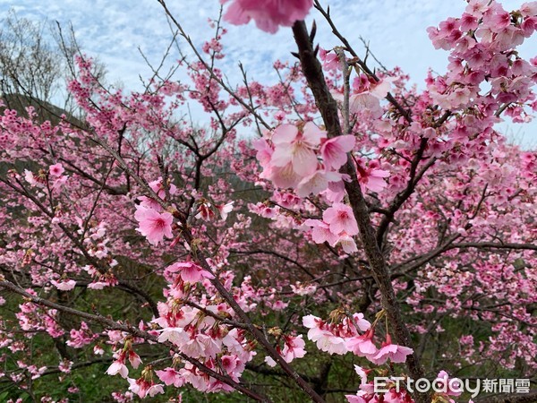 ▲平菁街42巷櫻花1/7花況,狗殷勤古道。（圖／記者彭懷玉攝）