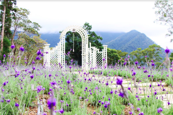 ▲薰衣草森林。（圖／薰衣草森林提供）