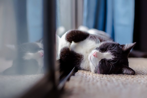 ▲貓咪,寵物,午睡。（圖／pixabay）