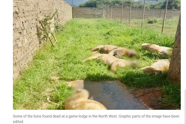 ▲▼南非10隻獅子遭殘忍屠殺。（圖／翻攝自sowetanlive）