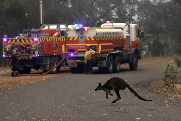 野生動物成為澳洲野火最大的受害者。（圖／達志／美聯社）