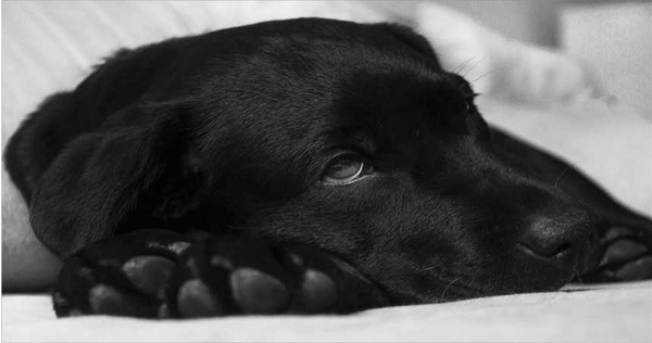 飼主應該對愛犬們容易罹患的遺傳性疾病有所了解，即早發現即早治療。（圖／pixabay提供）