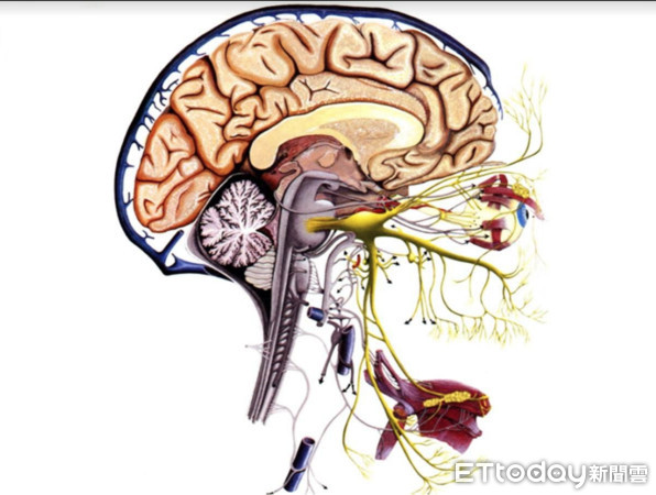 ▲三叉神經痛利用導航系統精準定位阻斷痛源。（圖／記者嚴云岑攝）