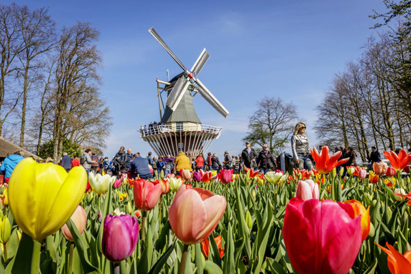 ▲700萬朵鮮花即將盛開！全世界最大鬱金香公園要你好看▼             。（圖／七逗旅遊網提供）