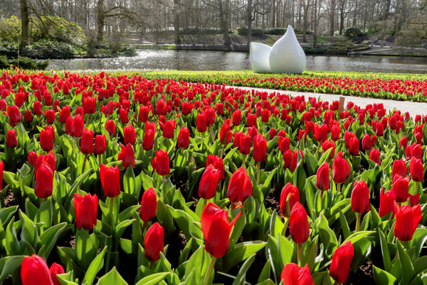 ▲700萬朵鮮花即將盛開！全世界最大鬱金香公園要你好看▼             。（圖／七逗旅遊網提供）