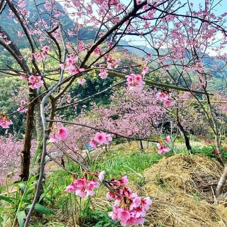 ▲熊空櫻花林,大熊櫻花林。（圖／gn00727060提供，請勿隨意翻拍，以免侵權）