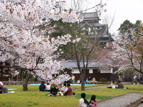 ▲春限定日本粉色天空！直飛山陰鳥取櫻花季▼             。（圖／七逗旅遊網提供）