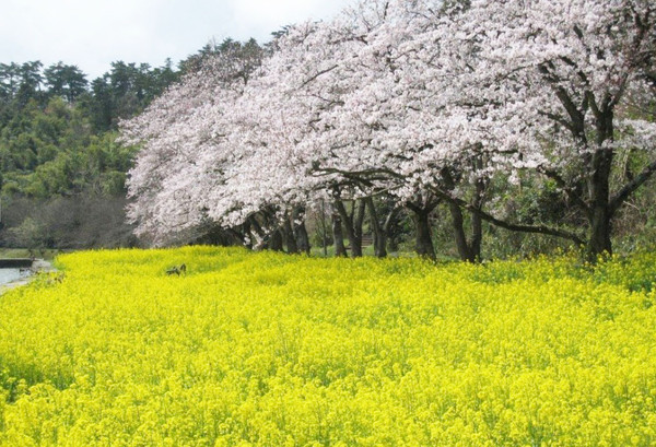 ▲春限定日本粉色天空！直飛山陰鳥取櫻花季▼             。（圖／七逗旅遊網提供）