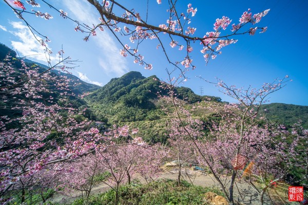 ▲三峽大熊櫻花林。（圖／三峽大熊櫻花林提供）