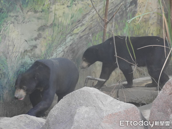 ▲新竹市立動物園,新竹動物園,河馬樂樂,雙胞胎老虎六福,來福,馬來熊,森林食堂。（圖／記者彭懷玉攝）