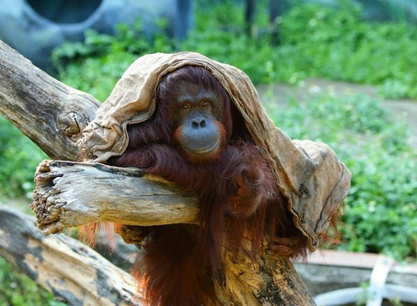 ▲搶救貝比！相當於人類90高齡　新竹市動物園紅毛猩猩跌倒命危。（圖／記者陳凱力翻攝）