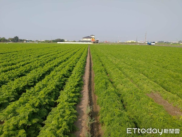 ▲台南市胡蘿蔔傳出淹水災情，農業局邀請台南區農業改良場、農糧署南區分署及區公所等人員組成勘查小組前往勘查災損情形。（圖／記者林悅翻攝）