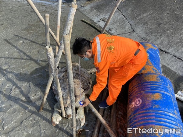 ▲彰化安檢所在漢寶海域發現一隻死亡多時的赤蠵龜。（圖／海巡署第3岸巡隊提供）