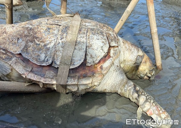 ▲彰化安檢所在漢寶海域發現一隻死亡多時的赤蠵龜。（圖／海巡署第3岸巡隊提供）