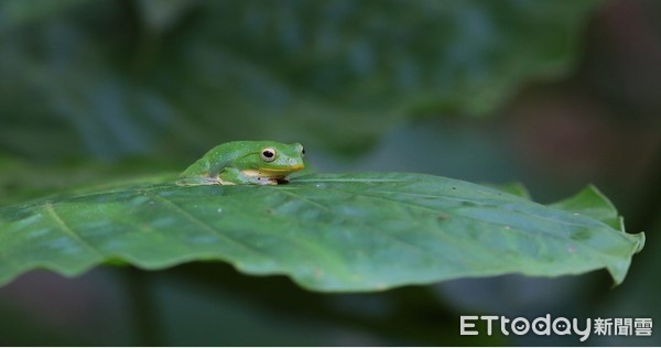 ▲和動植物一起過年　北市工務局推薦富陽自然生態公園。（圖／取自台北市政府網站）