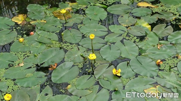 ▲和動植物一起過年　北市工務局推薦富陽自然生態公園。（圖／取自台北市政府網站）