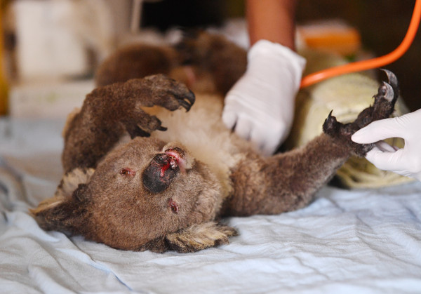 ▲▼獸醫與志願者在袋鼠島野生保育公園照護受傷無尾熊。（圖／路透）