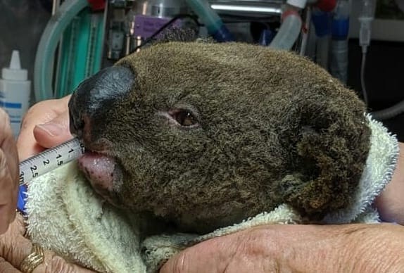 燒傷無尾熊。（圖／翻攝自Koala Hospital Port Macquarie）