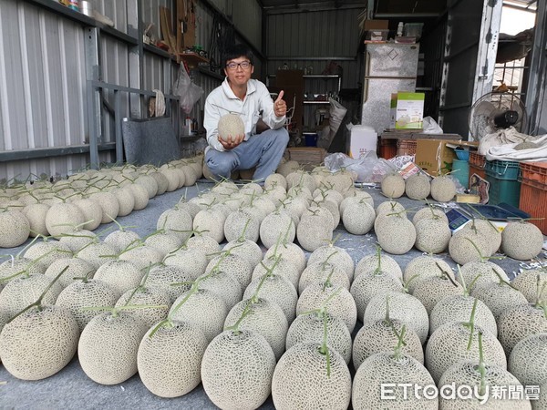 ▲屏東縣長治鄉果農蘇經緯種網紋洋香瓜，品質有口 碑，想買要先預訂             。（圖／記者陳崑福翻攝）