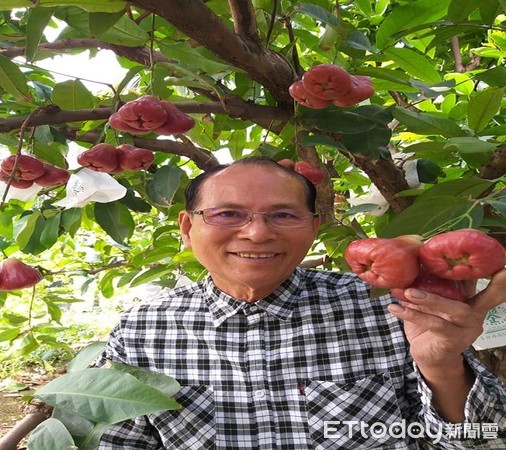 ▲屏東縣長治鄉果農徐英忠栽種巴掌蓮霧，受暖冬影響，色香味俱佳，成為農曆農節前送禮搶手貨。            （圖／記者陳崑福翻攝）