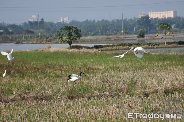 ▲「埃及聖䴉」於雲林縣斗六市被民眾發現，其與夜鷺、白鷺鷥、水鳥的食物和巢位等資源重疊，慎怕威脅其他鳥類生存權。（圖／記者蔡佩旻翻攝）