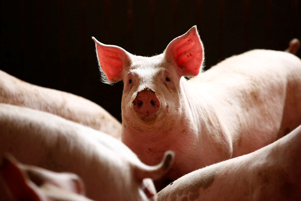Yahoo／75.9％同意禁萊豬進口　38.5%認為「健康不能成交易籌碼