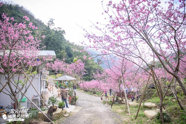 ▲▼大熊櫻花林。（圖／《滿分的旅遊札記》提供）