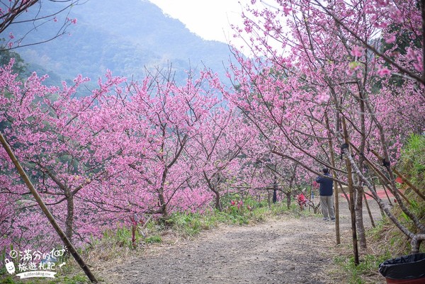 ▲▼大熊櫻花林。（圖／《滿分的旅遊札記》提供）