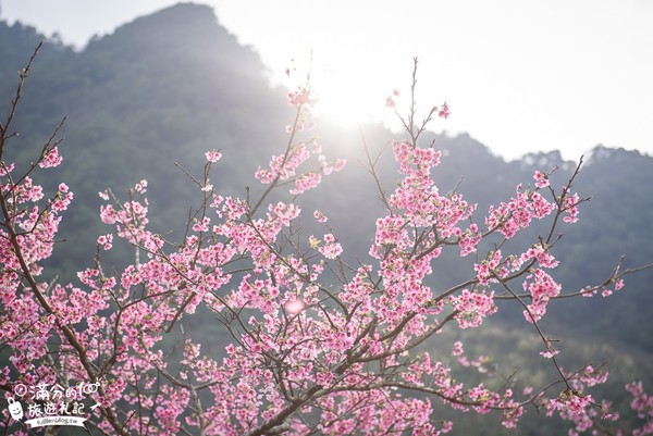 ▲▼大熊櫻花林。（圖／《滿分的旅遊札記》提供）