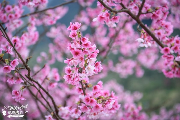 ▲▼大熊櫻花林。（圖／《滿分的旅遊札記》提供）