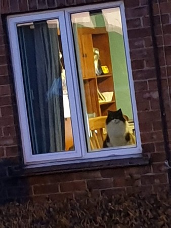 ▲經過鄰居家看到一隻貓嚴肅望窗外　他傻眼認出：是我家的貓…。（圖／翻攝自reddit／u/MoonChaser22）