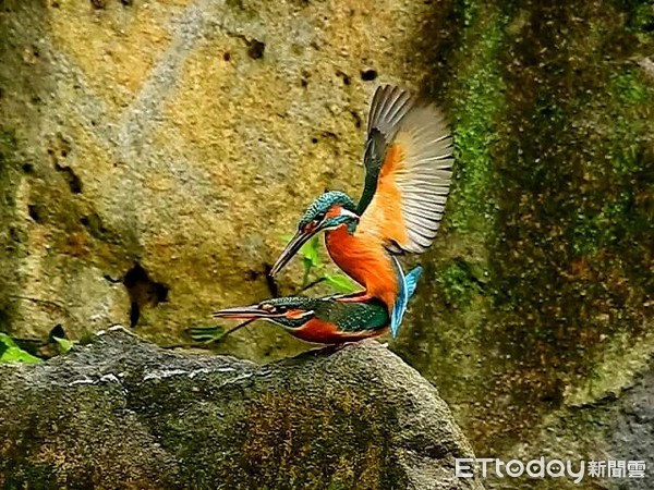 ▲捕捉翠鳥小情侶！　1小時「交配7次」...母鳥氣噗噗趕走牠。（圖／拍鳥俱樂部／陳雅歌拍攝）