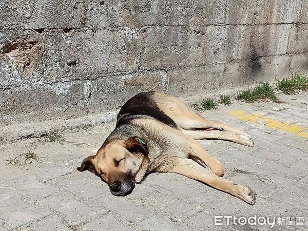 土耳其流浪動物。（圖／土耳其 牧羊女 Türkiye`yi Geziyorum提供，請勿任意翻攝）