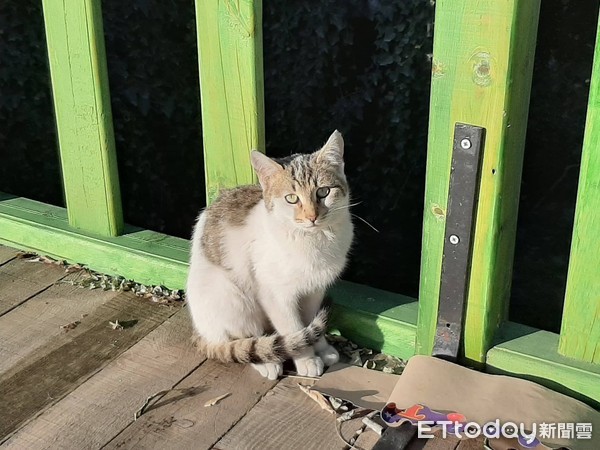 土耳其流浪動物。（圖／土耳其 牧羊女 Türkiye`yi Geziyorum提供，請勿任意翻攝）