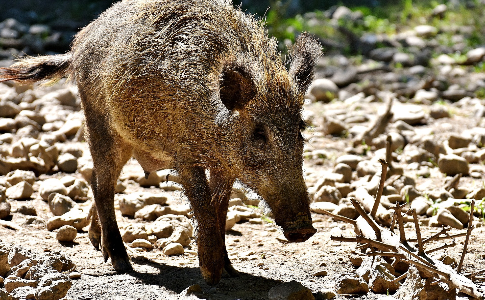 ▲▼ 豬,野豬,山豬。（圖／取自免費圖庫／pixabay）