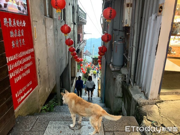 ▲九份,散散步民宿,轉角。（圖／記者彭懷玉攝）