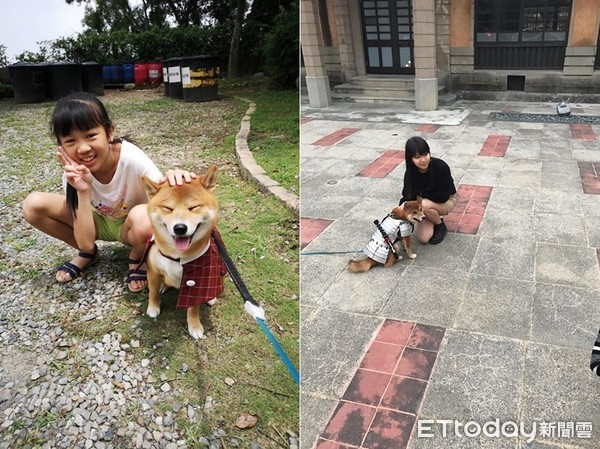 ▲▼柴犬和大學生合照，偷偷靠近漂亮姐姐。（圖／粉專「柴燒橘烤」授權提供）