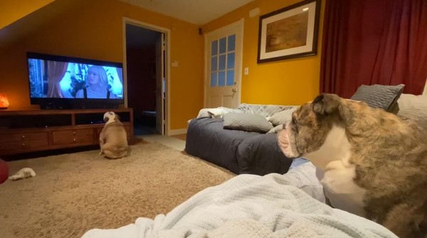 ▲英鬥犬看電視相當沉迷。（圖／翻攝自YouTube／Elvis and Khaleesi）