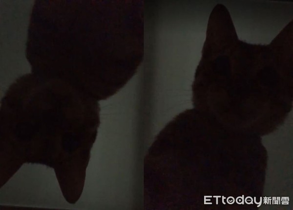 ▲手機驚見「貓自拍」神秘影片！　清晰輪廓嚇壞網...以為髒東西。（圖／飼主林先生提供）
