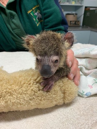 （圖／翻攝自Facebook／Koala Hospital Port Macquarie）