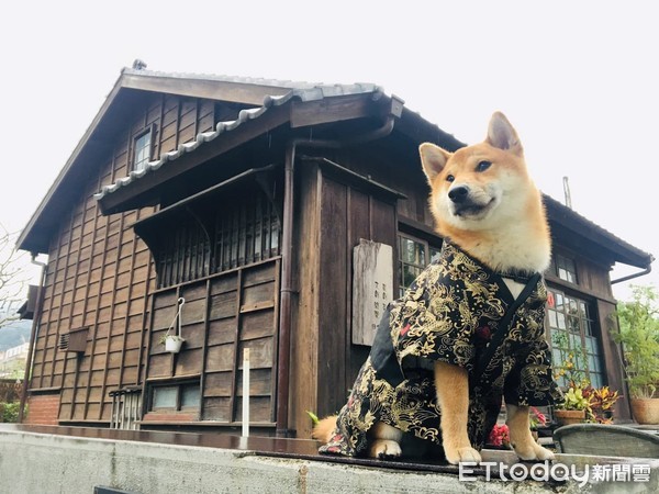 ▲木工爸巧手做會變色的「鳳羽紫金甲」　帥柴驕傲穿上逛公園。（圖／臉書粉絲專頁「Cash的異想世界」提供）