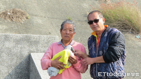 ▲台南市學甲濕地生態園區19日發現1隻受傷黑面琵鷺，台南市生態保育學會緊急涉溪搶救，緊急送動物醫院急救中。（圖／記者林悅翻攝，下同）