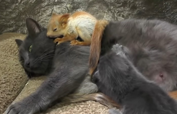 ▲跨物種母愛！貓媽「收編」4松鼠寶寶　親自餵奶融化網。（圖／翻攝自YouTube／Associated Press）