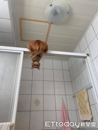 ▲貓蝙蝠再現！每天「吊掛浴室」緊盯媽　網嚇：有點毛欸。（圖／飼主許馨文提供）