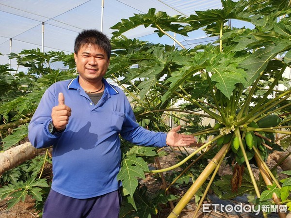 ▲李耀祥在屏東市租地7公頃種木瓜，未來主攻量販超市及國外市場            。（圖／記者陳崑福翻攝）