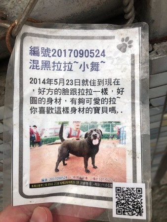 板收最資深汪，6年盼不到一個家。（圖／板橋動物之家_志工隊授權提供）