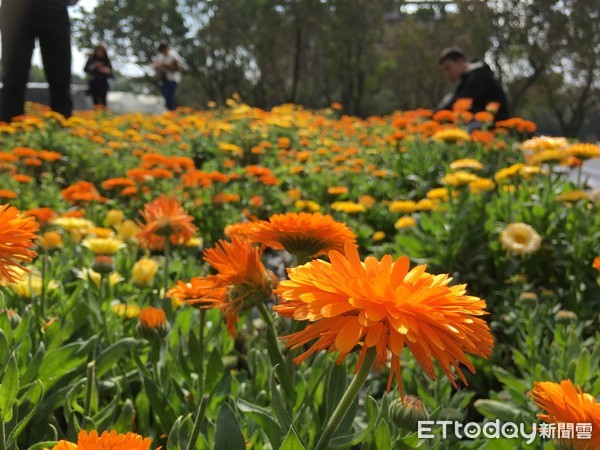 ▲雲林私立環球科技大學生物技術系在校內栽種4千多株金盞花，目前已經盛開，美麗的花朵吸引遊客前來觀賞、照相。（圖／記者蔡佩旻攝）