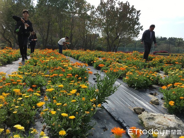 ▲雲林私立環球科技大學生物技術系在校內栽種4千多株金盞花，目前已經盛開，美麗的花朵吸引遊客前來觀賞、照相。（圖／記者蔡佩旻攝）